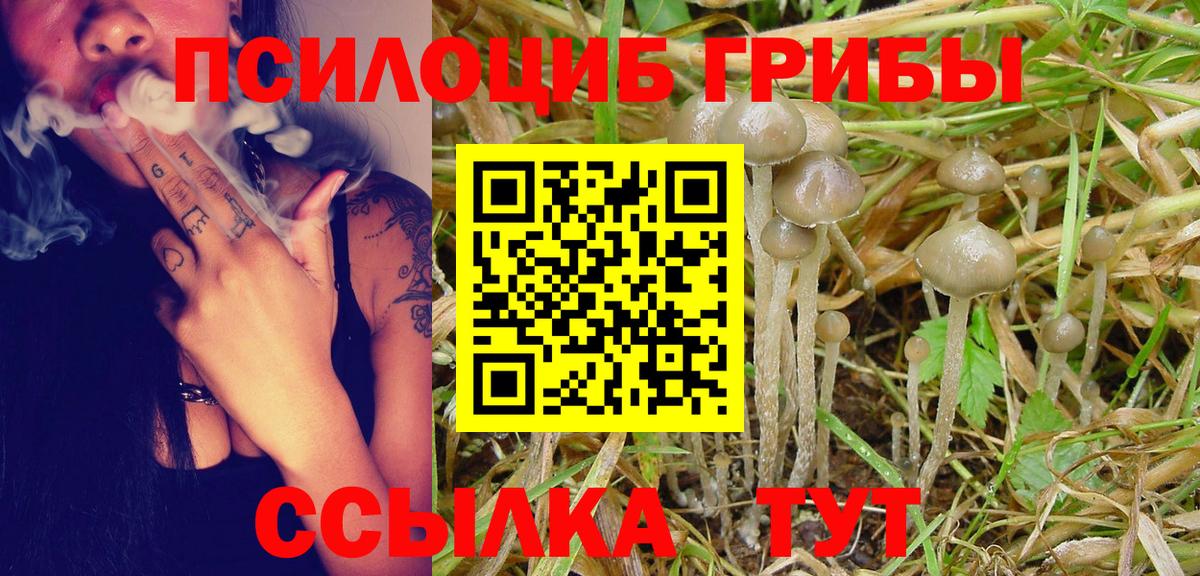 закладки  Псилоцибиновые грибы Cubensis  Вход с VPN  Губкин  Галлюциногенные грибы Psilocybe 